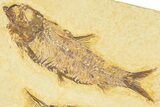 Plate of Three Fossil Fish (Knightia & Diplomystus) - Wyoming #367495-2